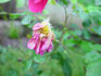 Ramirez-LXR rose photo
