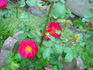 Ramirez-LXR rose photo