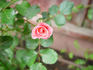 Ramirez-CXO rose photo