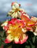 Schmetterling rose photo