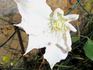 Gladys Picard clematis photo