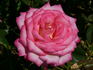 Flushing Meadow rose photo