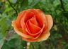 Apricot Passion ™ rose photo