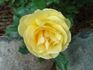 Phab Gold Rose rose photo