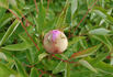 Fen He 粉荷 peony photo