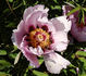 Fen He 粉荷 peony photo