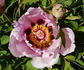 Fen He 粉荷 peony photo