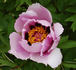 Fen He 粉荷 peony photo
