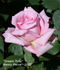 Dream Time rose photo