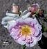 Minna rose photo