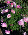 Minna rose photo