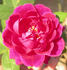 CHXPB rose photo
