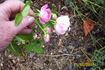 Maman Turbat rose photo