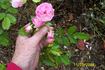 Maman Turbat rose photo