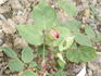 Mazariykova jubileijni rose photo