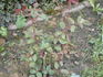 Madame Maurin rose photo