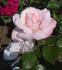 Castel rose photo