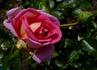 Gail Borden rose photo