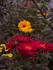 Dottie Louise rose photo