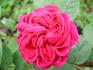 Jean Lorthois rose photo