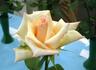Sharon Frances rose photo