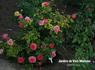 Jardins de Viels Maisons ® rose photo