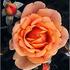 Berceuse rose photo