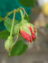 Primerose Sistau rose photo