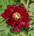 Kokamon peony photo