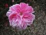 Comtesse Doria rose photo