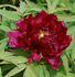 Kokamon peony photo