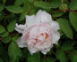 Comtesse de Tuder peony photo
