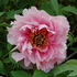 Jeanne d'Arc peony photo
