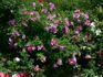 Playtime rose photo