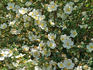 <i>Rosa spinosissima</i> 'repens' rose photo