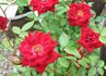 Feisty ™ rose photo