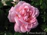 Minna rose photo
