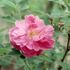 Fanny Heath rose photo