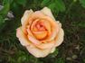Apricot rose photo