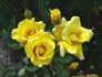 Dr. A.J. Verhage rose photo