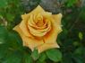 Milva rose photo