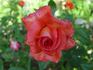 Robert Clements rose photo