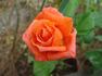 Zorina rose photo