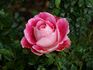 Priyatama rose photo