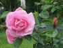 Pink Robusta ® rose photo