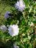 Chalcedony clematis photo