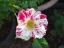 Jan Steen rose photo