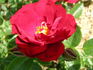 HARpeep rose photo