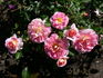 Concorde ® 96 rose photo