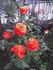Marieken rose photo